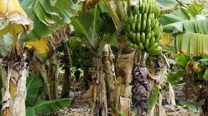 Maybe you would like to learn more about one of these? Ciri Ciri Pohon Pisang Dan Cara Merawatnya Agar Berbuah Besar Hot Liputan6 Com