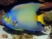 Caribbean Reefs Angelfishes Butterflyfishes Surgeonfishes