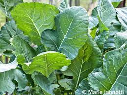 How To Grow And Care For Kale Plant Paradox Perfect Plants Green Leafy Vegetable