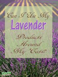 Lavender can be grown along the garden fences, it has two benefits: Is Lavender Toxic To Cats Savvy Pet Care