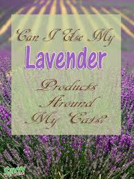 Ultimately though, when it comes to cats, it's important to respect their boundaries — and the wildcat within — even if that means admiring their cuteness from afar. Is Lavender Toxic To Cats Savvy Pet Care
