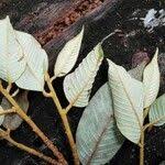 Image result for Parinari excelsa