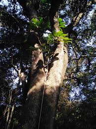 Image result for Neocussonia umbellifera
