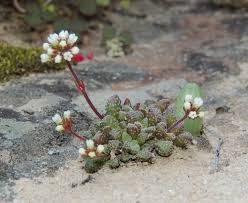 Image result for Crassula maputensis