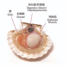 Image result for Amnesic Shellfish Poisoning