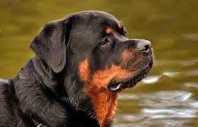 Diagnosis of arthritis in dogs. The 5 Breeds Of Dog With Fragile Health Dogs Sound