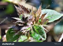 Image result for Barleria hirta