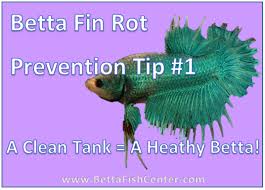 Betta Fin Rot Prevention Tip 1 Betta Bettafish Finrot Betta Fish Betta Fish Care Betta