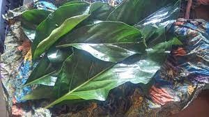 Kini banyak yang memproduksi wingko dengan beragam varian rasa. Matahati Daun Mengkudu Lapik Batu Tungku