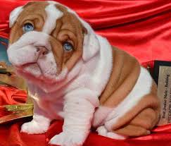 #77573 are a washington bulldog breeder located in blaine, washington. Wrinkly Bulldog Puppies Price Off 71 Www Usushimd Com