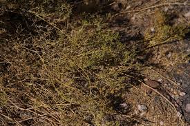 Image result for Fagonia isotricha