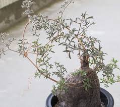 Image result for Cyphostemma hereroense