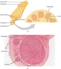 We did not find results for: 13 2 Ganglia And Nerves Anatomy Physiology