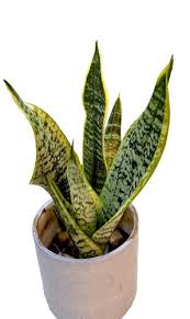 Image result for Chlorophytum fischeri