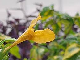 Image result for Barleria randii