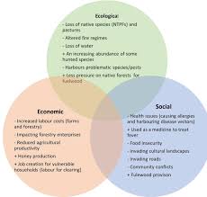 Image result for Olinia chimanimani
