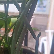 Image result for Cynanchum praecox