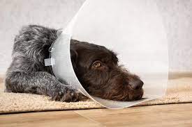 Jan 24, 2018 · the seroma is hot to the touch. Seroma In Dogs Post Surgical Treatment And Prevention