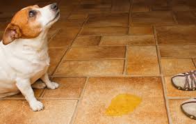 Chemical composition of cat piss. Best Enzyme Cleaner For Dog Urine 2021 Buyer S Guide Cleancrispair
