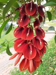 Image result for Ocimum urundense