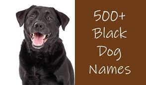 You might not have the only bella at the dog park. Black Dog Names 500 Awesome Ideas For Black Furbabies