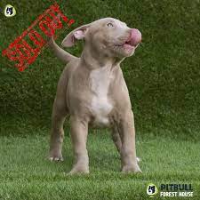 We are blue nose pitbull breeders who offer a 2 year health guarantee on all of our baby pitbulls for sale. Pitbull Puppies For Sale American Pitbull Terrier Breeding Centre Pitbull Forest House