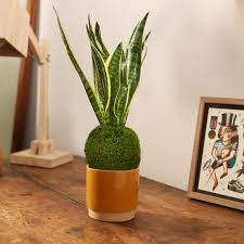 Le piante giapponesi possono avere diverse caratteristiche ma hanno sempre un preciso significato all'interno di un giardino, non possono stare ovunque. Kokedama Sansevieria If Creative Hub