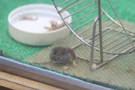 モグラのいえのモグラたち おしえて モグラ先輩 続 動物園ありマス