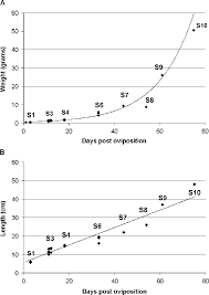 embryonic growth charts for python sebae a embryo weight