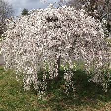 I purchased my mother two 'weeping cherry' trees this year. Weeping Yoshino Cherry Tree Plantingtree
