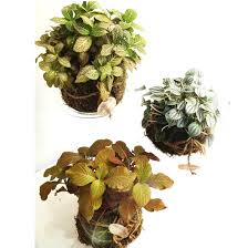 Mettere le piante in un vaso a forma di palla fatto esclusivamente di. Kokedama Ordina Online Su Cosaporto It