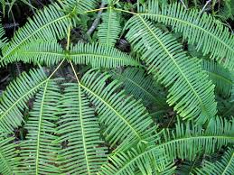 Image result for Gleicheniaceae