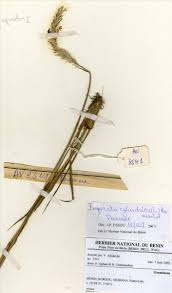 Image result for Isachne kiyalaensis