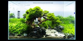 Bonsai Driftwood Best Used For Aquarium Nature Aquarium Bonsai Layout Creating Mini Landscape Reptile Terrarium Fish Nature Aquarium Fish Tank Aquascape
