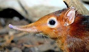 elephant shrew