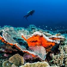 Maybe you would like to learn more about one of these? 10 Surga Bawah Laut Indonesia Destinasi Cantik Untuk Liburan Tak Terlupakan