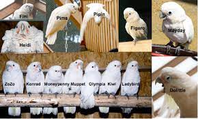 He is such a funny bird. Cockatoos Crack Complex Locks To Get The Nut Grrlscientist Science Theguardian Com