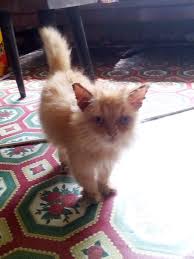 Cara buat ubat kurap kucing sendiri yang mudah, saya kongsikan 2 cara untuk buat ubat kurap kucing ini, yang pertama adalah lebih mudah dan cepat tapi tak. Muakmal Blog S Rawatan Kurap Di Telingga Kucing