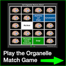 We did not find results for: Interactive Eukaryotic Cell Model