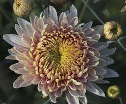 Chrysanthemum Seton S J Dore Flower Farm Fall Flowers Chrysanthemum