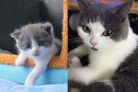Di bawah ada beragam gambar kucing lucu dan keren loh untuk kamu koleksi. Garlic 2 0 A Esquerda E Garlic O Gato Que Morreu E Originou O Clone Foto Sinogene Animals Cats China