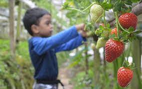 At these farms, you can have a go at harvesting strawberries! Camerons A Holiday With Strawberries Tea And Butterflies Free Malaysia Today Fmt