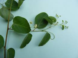 Image result for Helinus