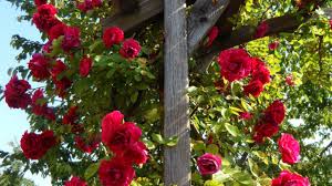Climbing plants are among the most useful plants in the garden. Down In The Garden Growing Garden Climbers Central Coast Community News
