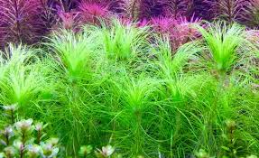 Image result for Eriocaulon setaceum