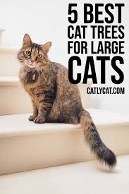 5 Best Cat Trees For Large Cats In 2020 Cool Cat Trees Cats Large Cats