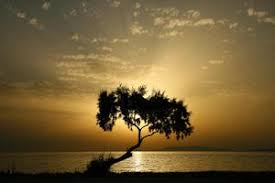 Mult mai puţini au auzit de efectul nocebo. De Ce SÄƒ MÄƒnanci In TÄƒcere De Toate Pentru Toti Si Mai Mult