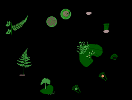 Image result for Grammitis cryptophlebia