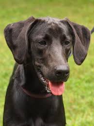 On the poodle side, you have a. Sallie The Black Lab Mix Puppy S Web Page