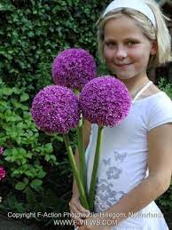 Allium Ambassador Giant Tight Head Of Deep Purple Flowers Which Can Grow Up To 20cm Across Flowering Time June J Flower Seeds Purple Flowers Types Of Soil